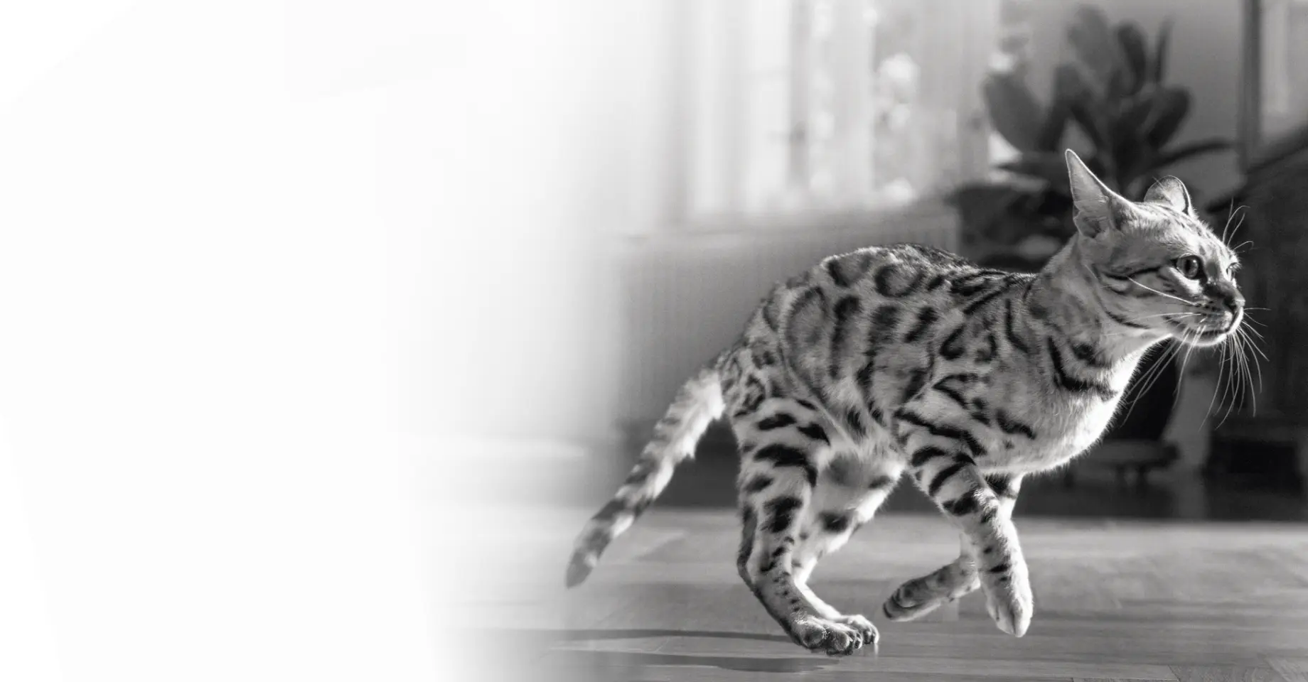 Узнайте больше<br>о вашем питомце