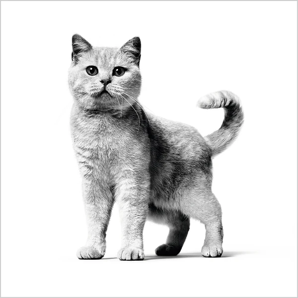 Британская короткошерстная