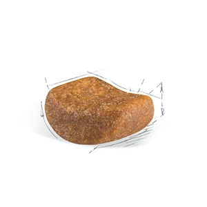 Британская короткошерстная