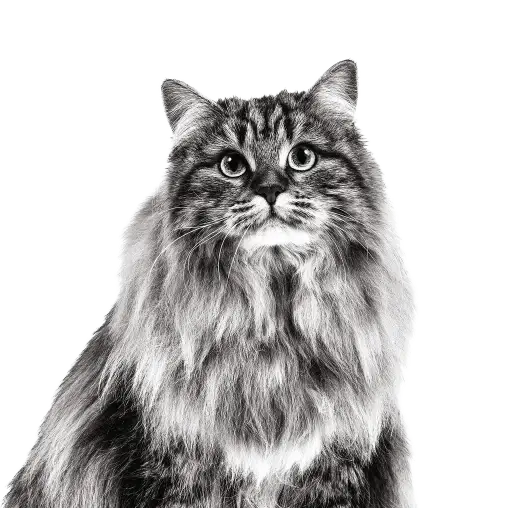 image pet