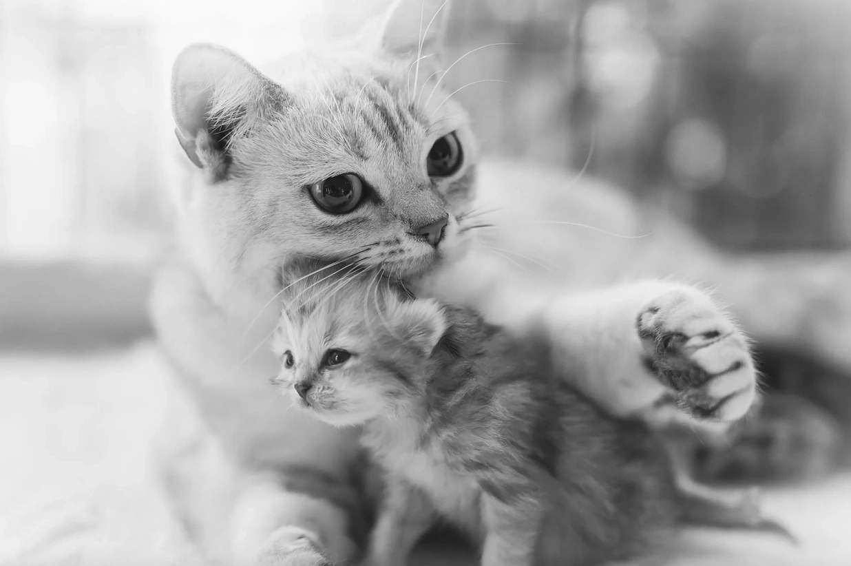 Хотите завести кошку