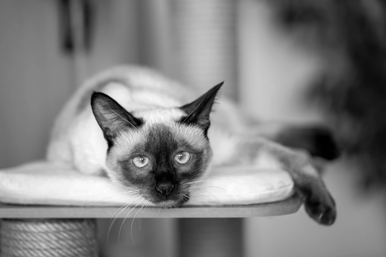 Короткошерстные