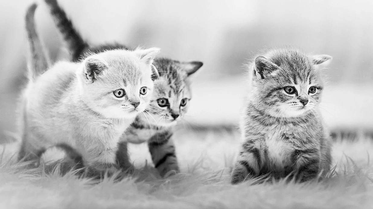 Котенок