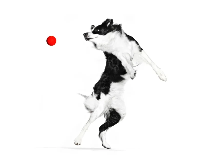 image-preview-info-picture