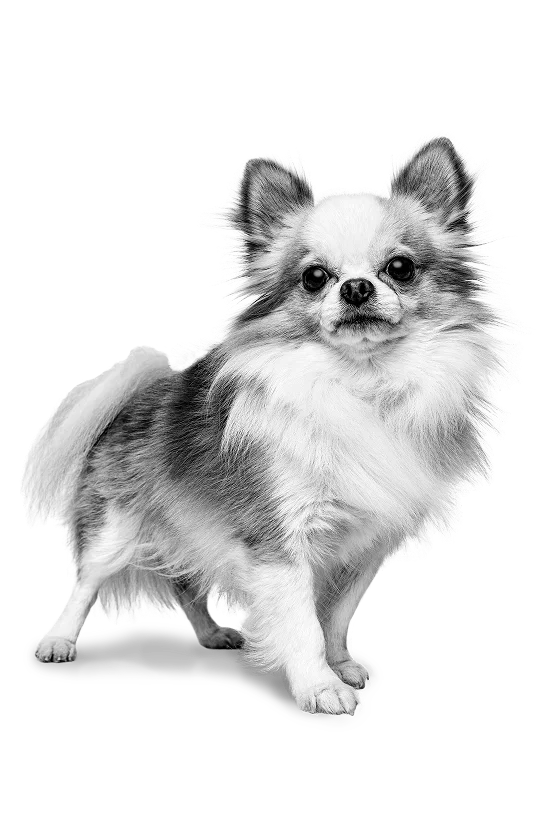 image-size-picture
