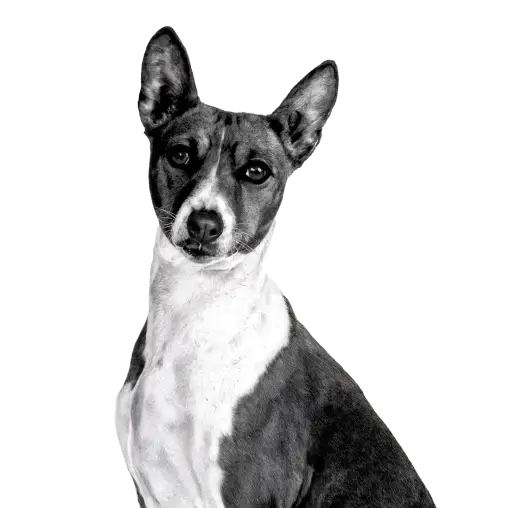 image pet