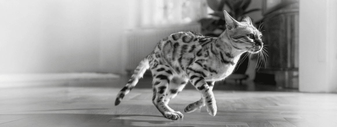 Корма для кошек